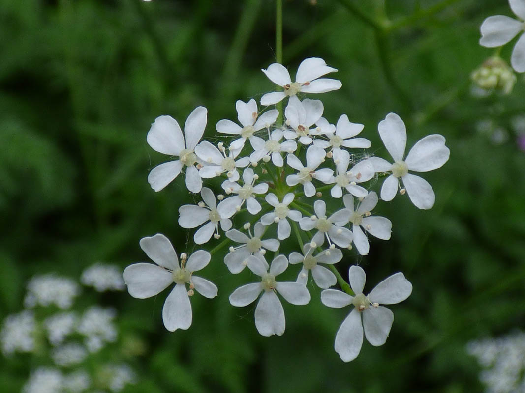 Anthriscus sylvestris